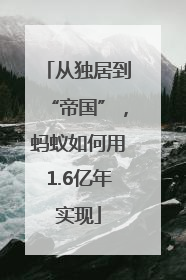 从独居到“帝国”，蚂蚁如何用1.6亿年实现